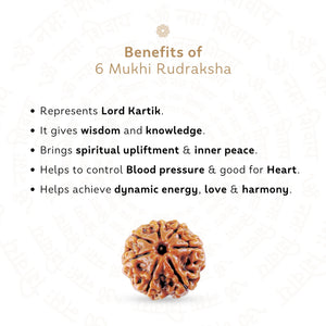 6 Mukhi Rudraksha ( Nepali )