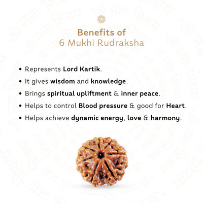 6 Mukhi Rudraksha ( Nepali )