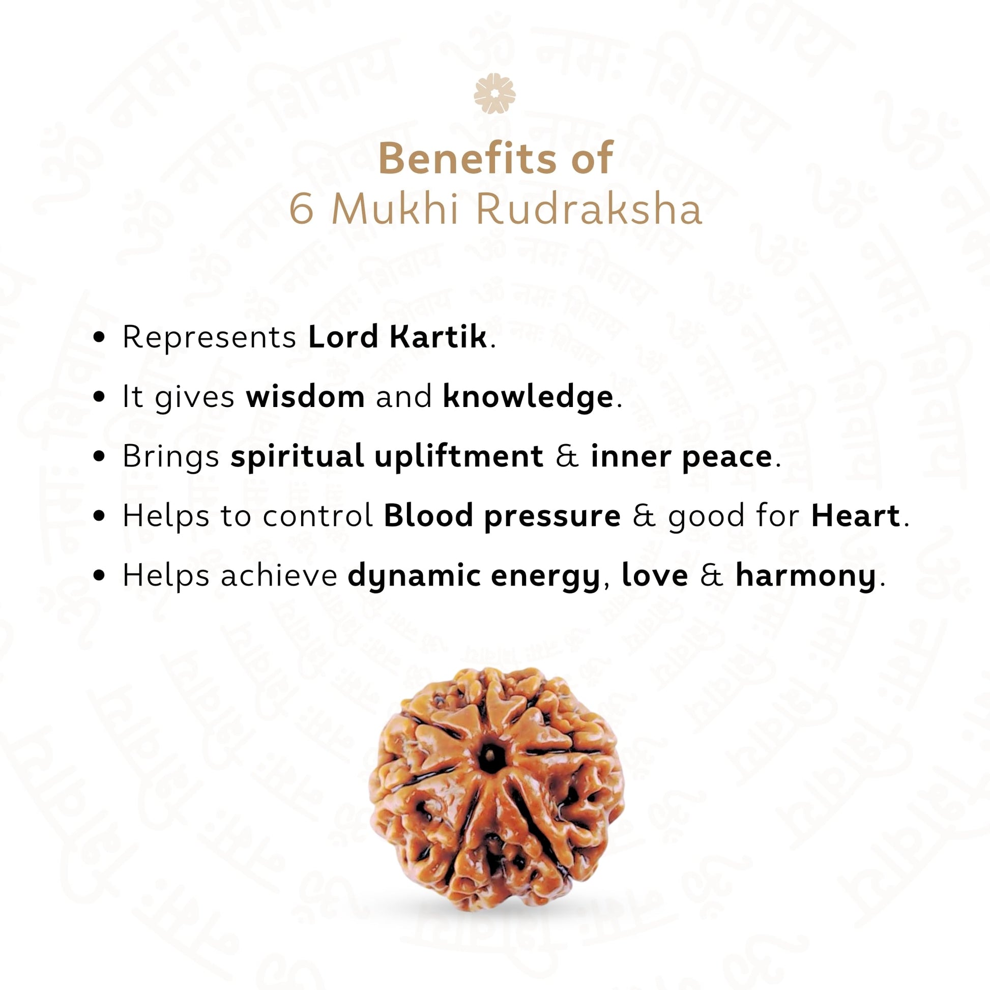 6 Mukhi Rudraksha ( Nepali )