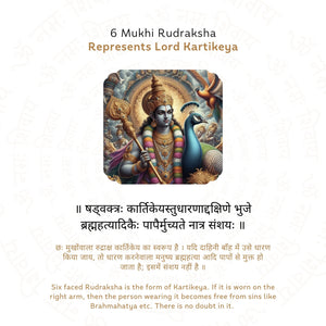 6 Mukhi Rudraksha ( Nepali )