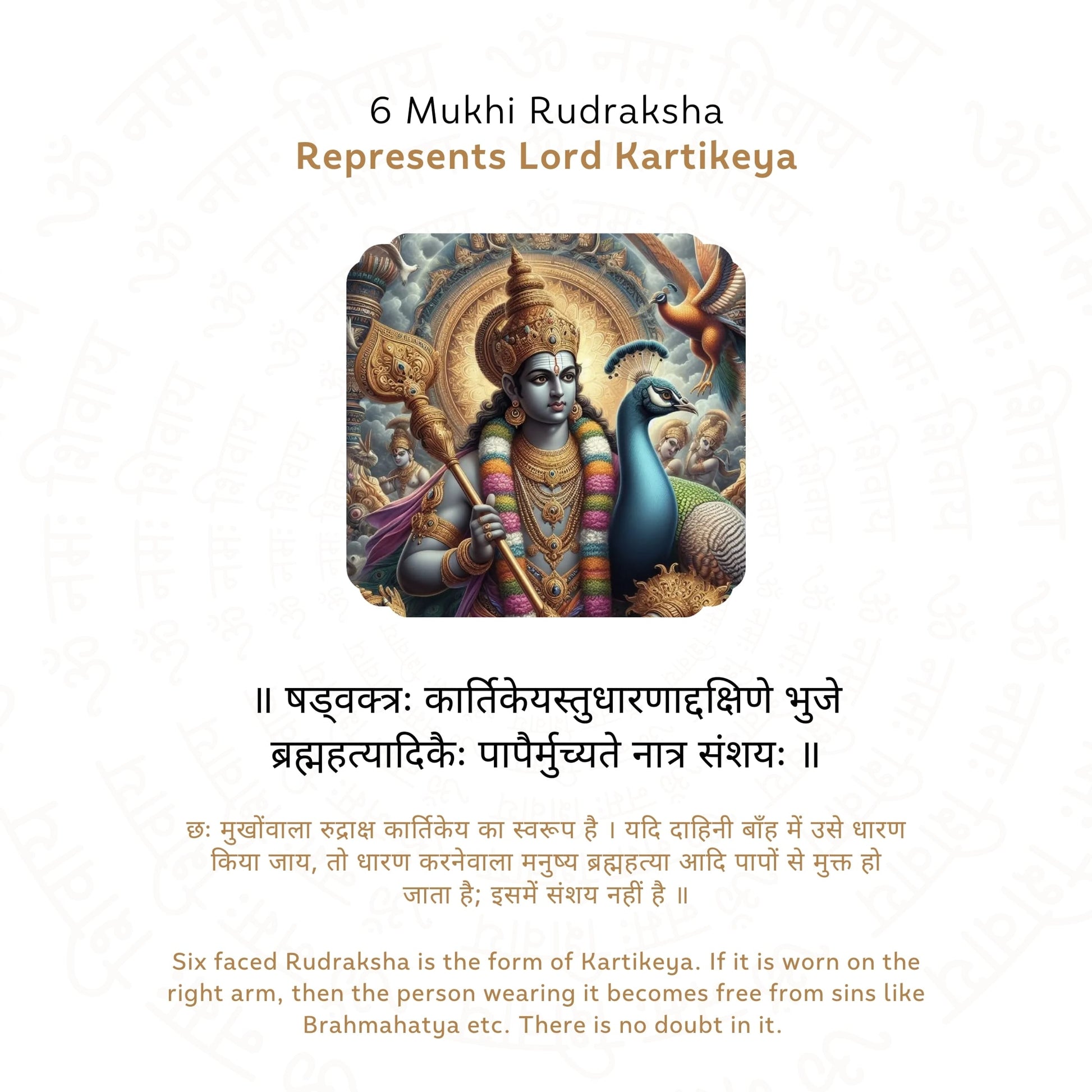 6 Mukhi Rudraksha ( Nepali )