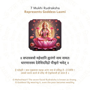 7 Mukhi Rudraksha ( Nepali )