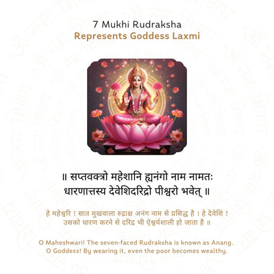 7 Mukhi Rudraksha ( Nepali )