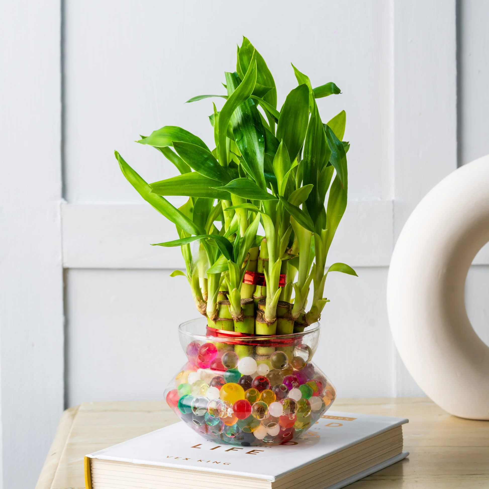 2 Layer Lucky Bamboo Indoor Live Plant