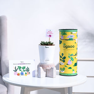 Haworthia Maculata Birthday Gift Hamper