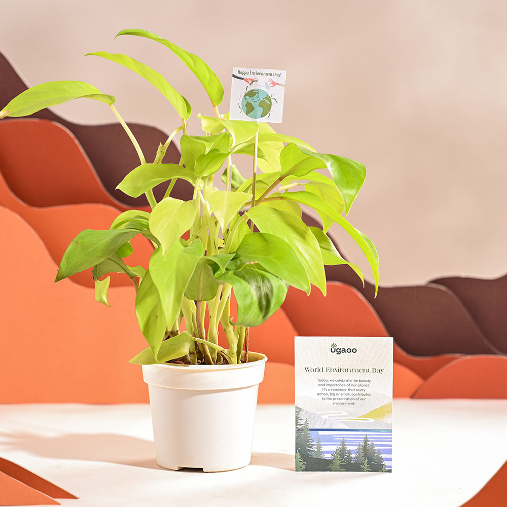 philodendron ceylon golden - plant Philodendron Oxycardium Green Plant | Indoor