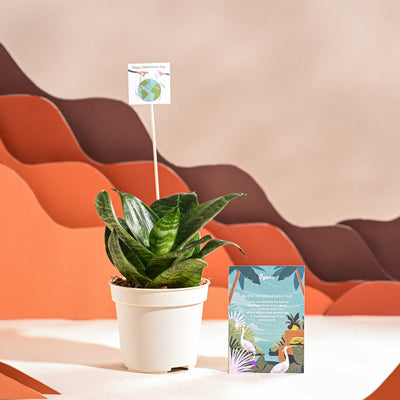 Snake Plant - Green For Environment Day Gifting