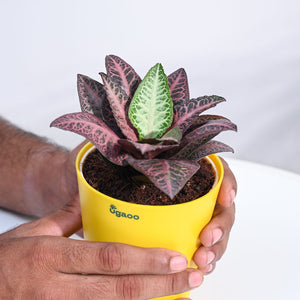 Euphorbia Francoisii Hybrid