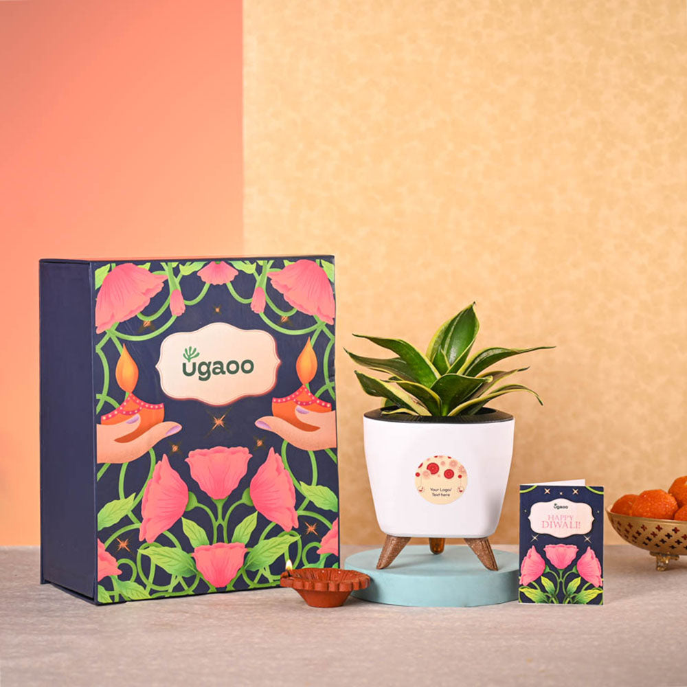 Snake Plant - Golden Hahnii Diwali Gift Hamper