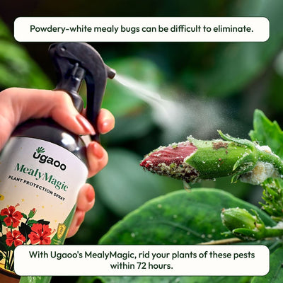 Mealybug Magic Spray for Plant Protection