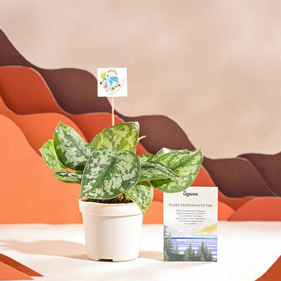 Money Plant Satin For Environment Day Gifting