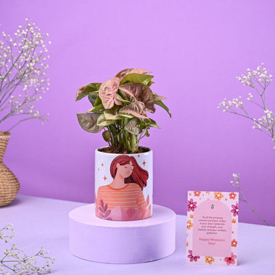 Syngonium Pink in Ceramic Pot Women's Day Gift