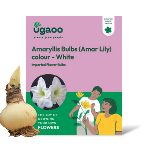 Amaryllis (Amar lily) flower bulb - White