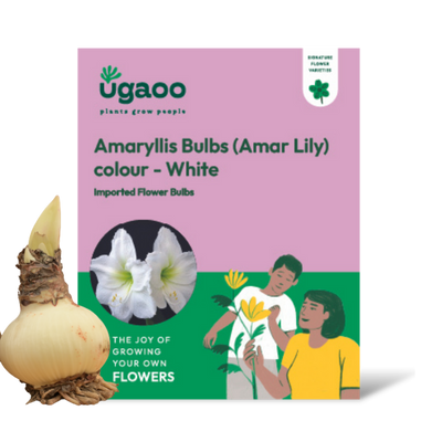 Amaryllis (Amar lily) flower bulb - White