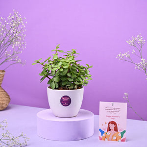 Jade Mini Plant Women's Day Gift
