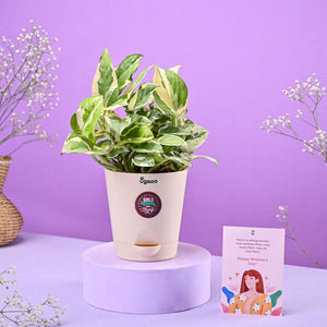 Money Plant N'Joy Women's Day Gift