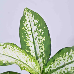 Dieffenbachia Delilah - Large