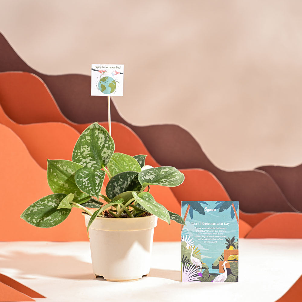 Satin Pothos Argyraeus-small For Environment Day Gifting