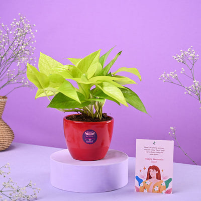 Money Plant Golden Women's Day Gift