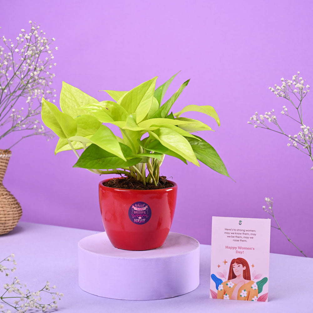 Money Plant Golden Women's Day Gift