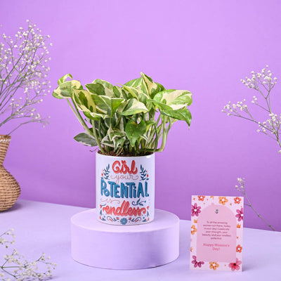 Money Plant N'joy in Ceramic Pot Women's Day Gift