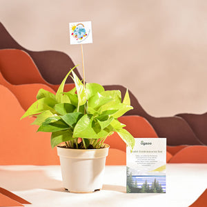 Money Plant Golden For Environment Day Gifting