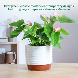 Untold stories Ceramic Planter