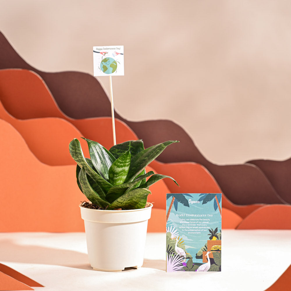Snake Plant - Green For Environment Day Gifting