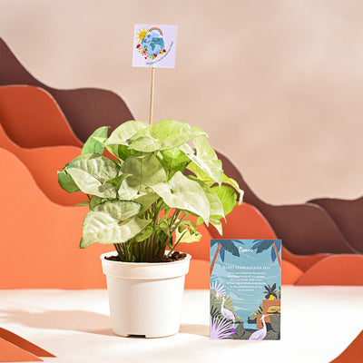 Syngonium White Butterfly Plant- Small For Environment Day Gifting