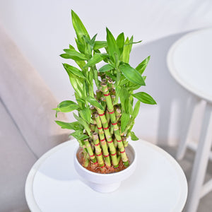 Lucky Bamboo Plant- Pyramid