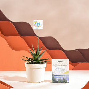 Zebra Haworthia Plant For Environment Day Gifting