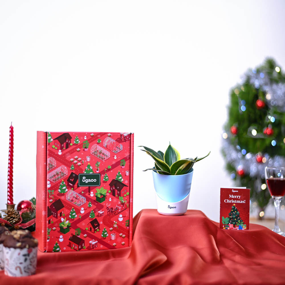 Snake Plant Christmas Gift Hamper