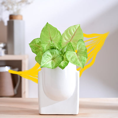 Cats are Gods Ceramic Planter