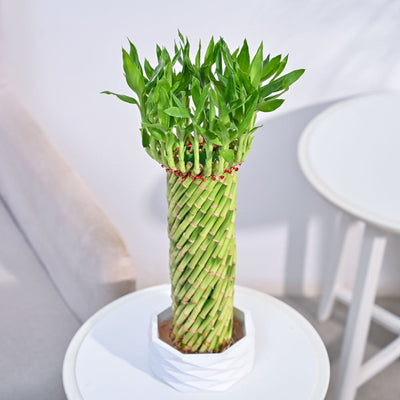Lucky Wheel Bamboo Plant
