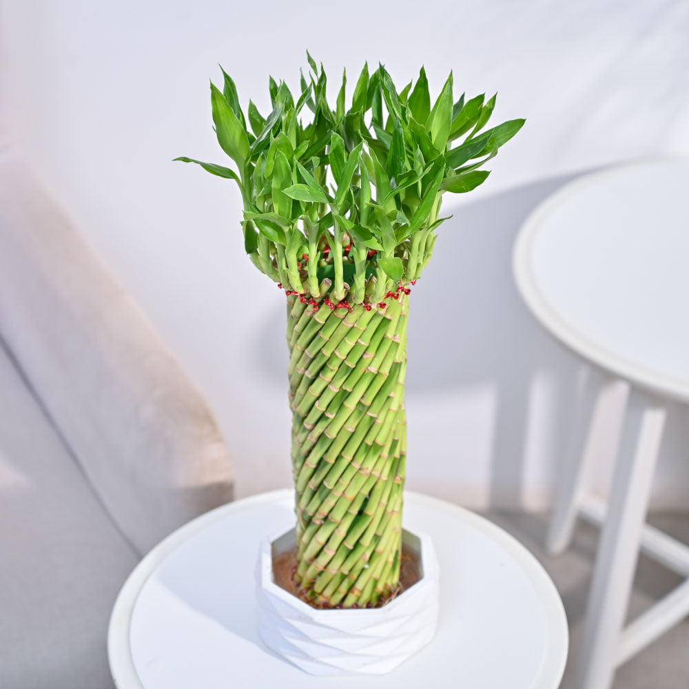Lucky Wheel Bamboo Plant