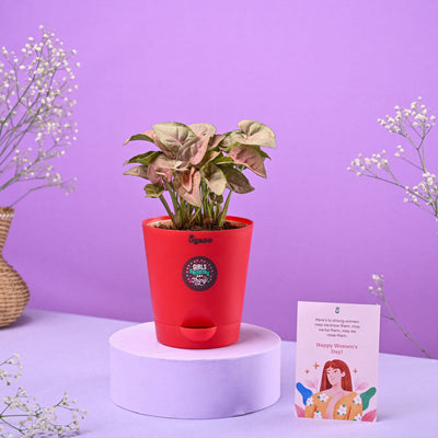 Syngonium Pink Women's Day Gift