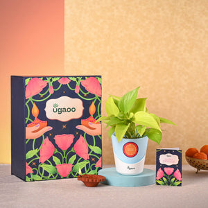 Money Plant Golden & Bombay Sweet Shop Diwali Gift Hamper