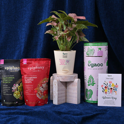 Syngonium Pink Plant For Women's Day