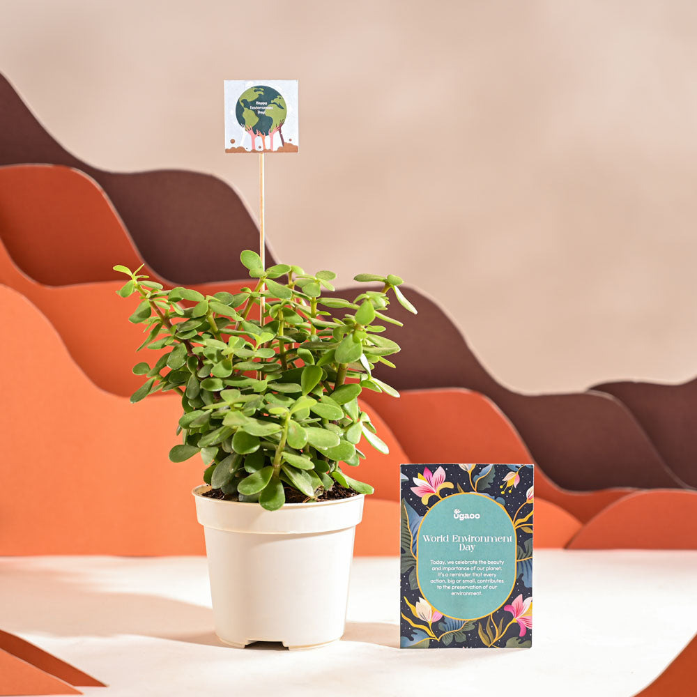Jade Mini Plant For Environment Day Gifting