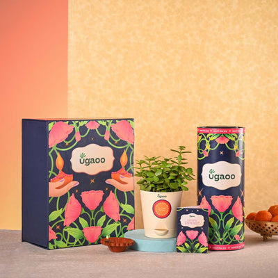 Jade Mini Plant & Phool Stick Box Diwali Gift Hamper