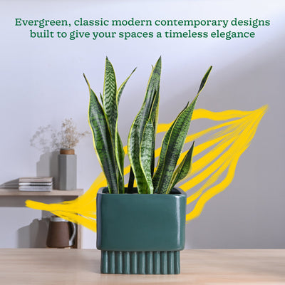 Immortal Nights Ceramic Planter