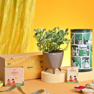 Rakhi Gift for Brother - Money Plant N_Joy with Chocolate Box