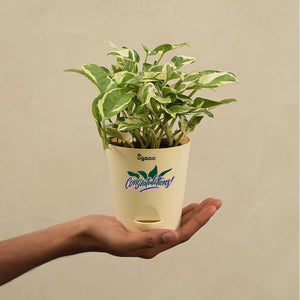 Money Plant N'Joy Corporate Gift Hamper