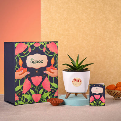 Aloe Vera Mini Plant & Phool Diwali Gift Hamper
