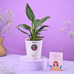 Peace Lily Women's Day Gift