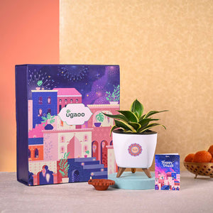 Snake Plant Golden Hahnii & Nutki Diwali Gft Hamper