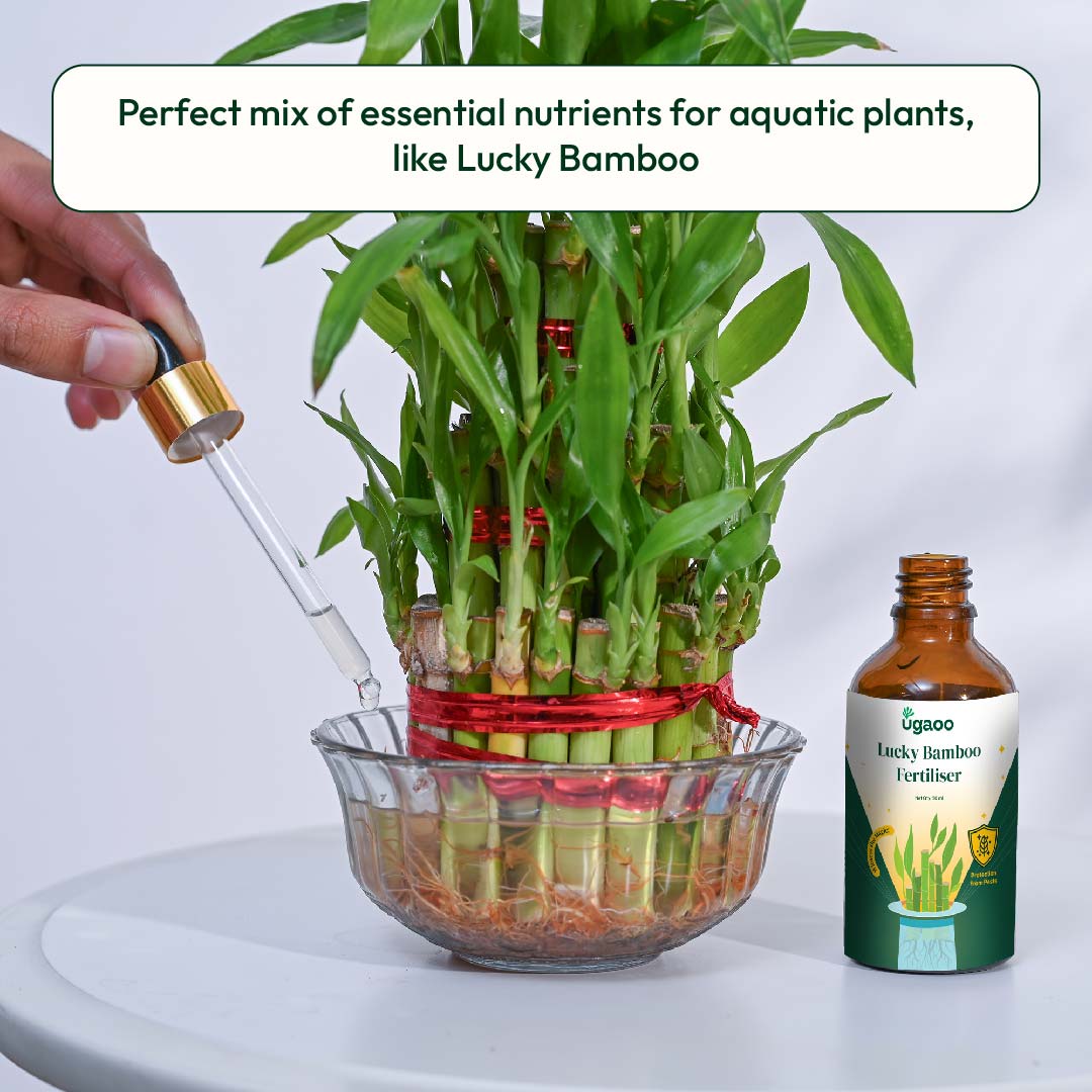 Lucky Bamboo Fertilizer