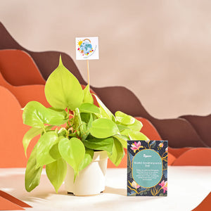 Philodendron Oxycardium Golden Plant For Environment Day Gifting