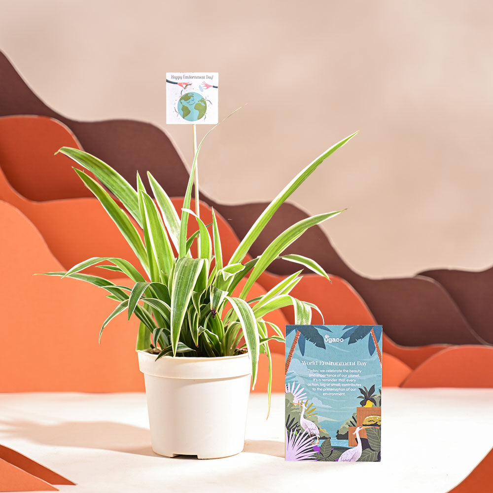 Spider Plant For Environment Day Gifting
