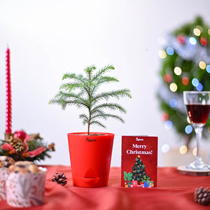 X-Mas Tree Plant Christmas Gift